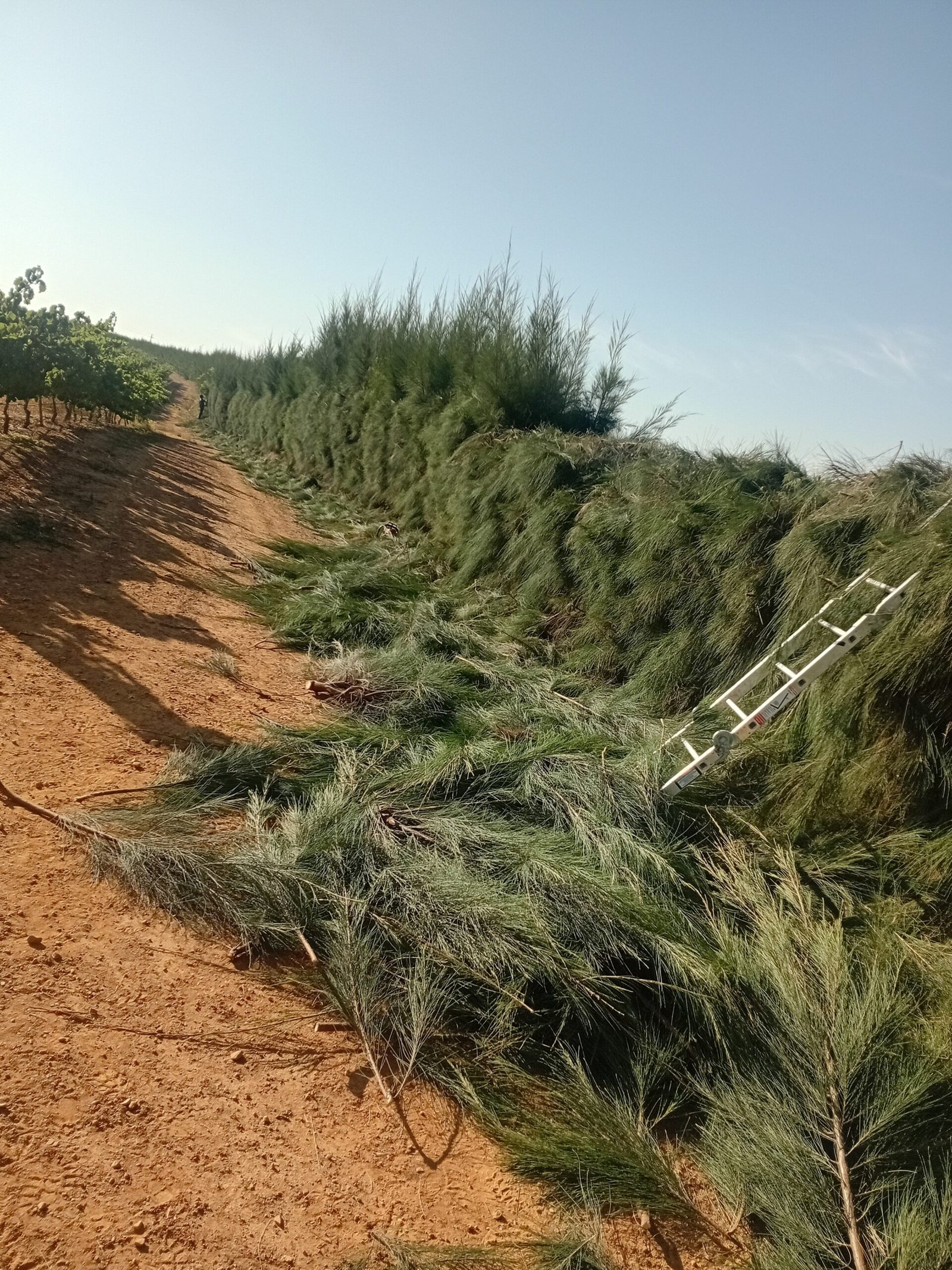 Hedge trimming services in Cape Town