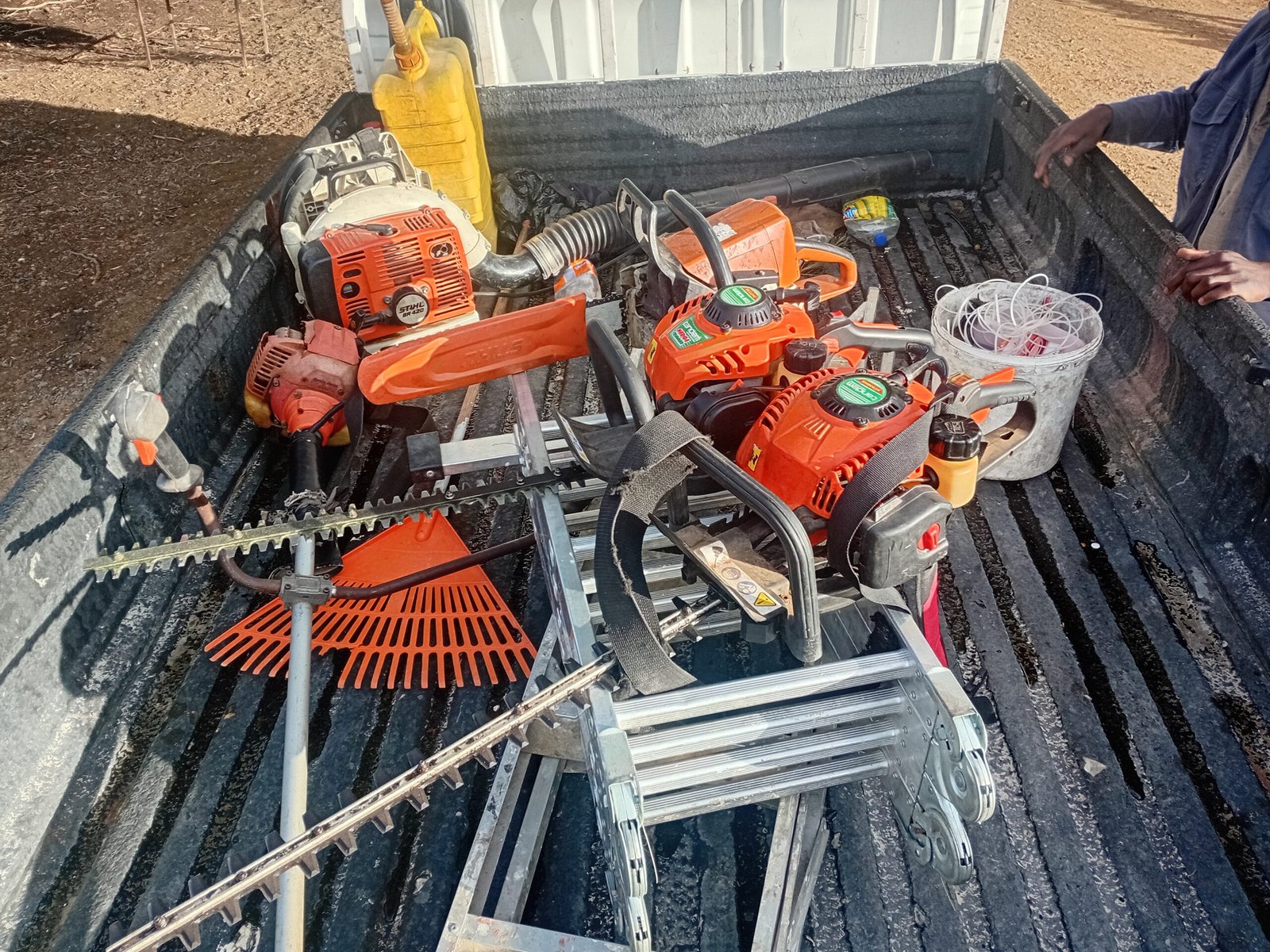 Palm tree cleaning and maintenance in Cape Town