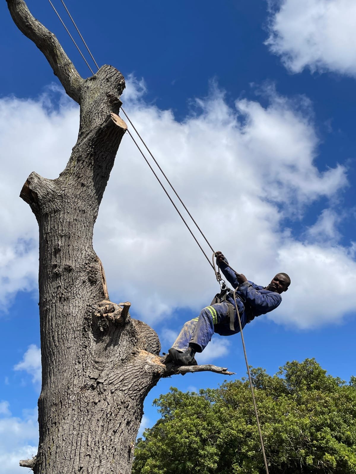 Tree Felling and Removal