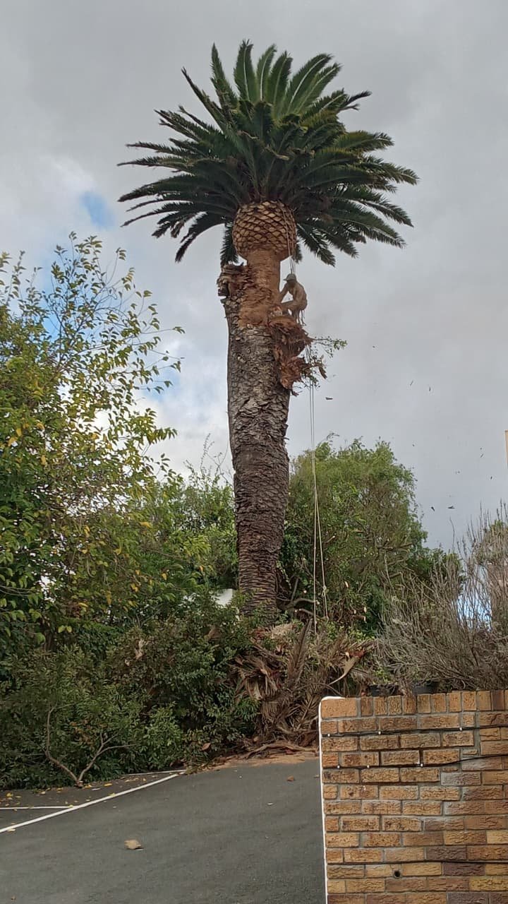 Emergency tree removal service in Cape Town