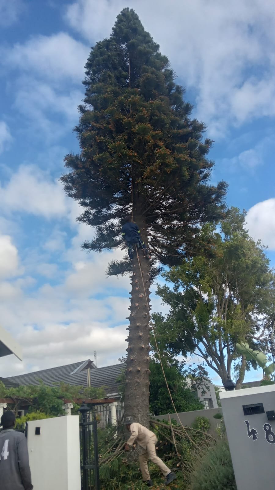 Tree pruning and trimming services in Cape Town