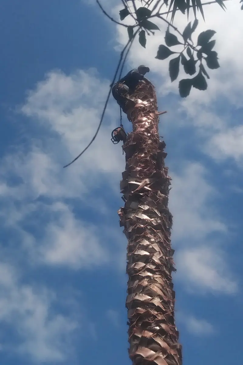 Palm tree removal in residential area