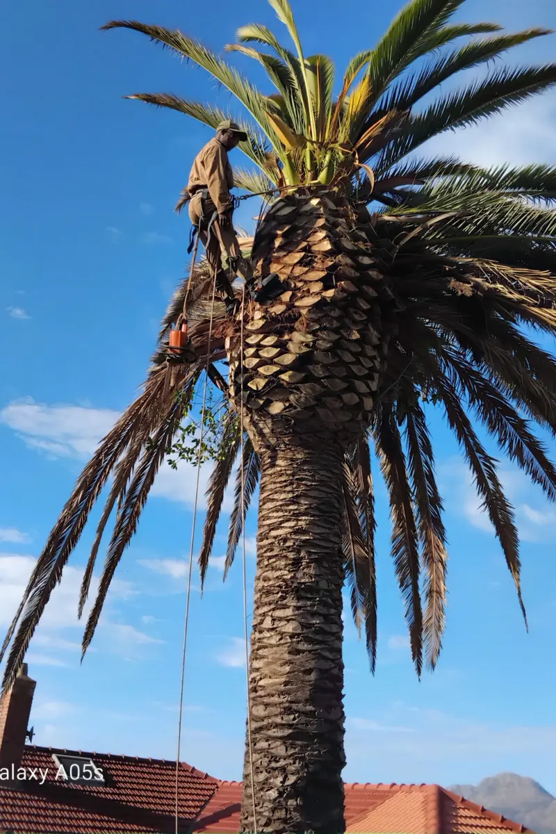 Palm tree cutting and site clearance service