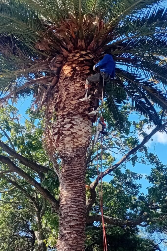 palm-tree-trimming