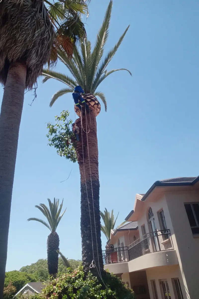 Palm trimming and garden maintenance service