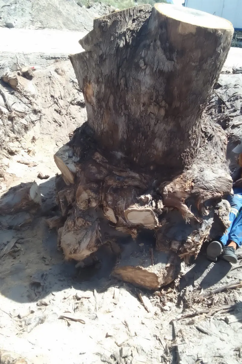 Stump removal service in Cape Town by Global Tree Felling Services