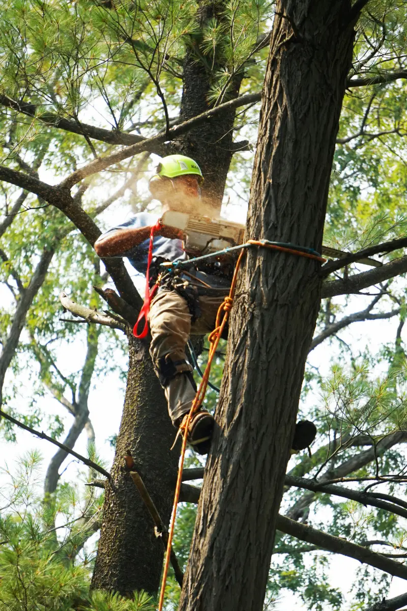 Tree felling and removal project completed by professional team