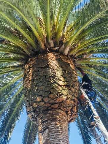 tree felling Bellville