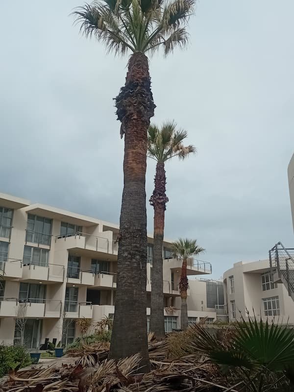 tree felling Stellenbosch