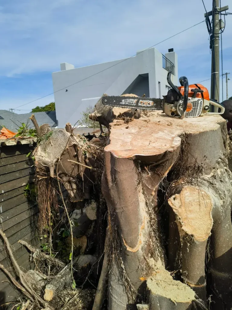 stump removal 1