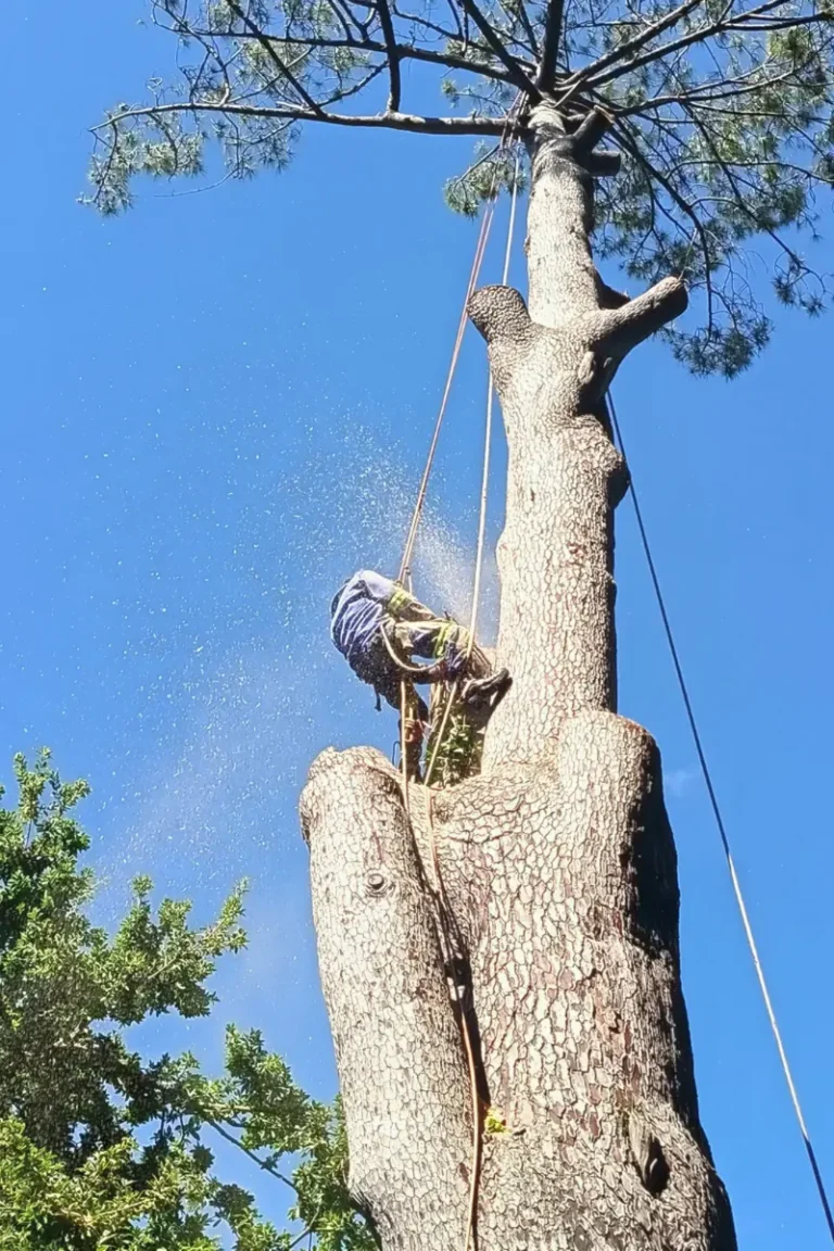 tree felling Durbanville