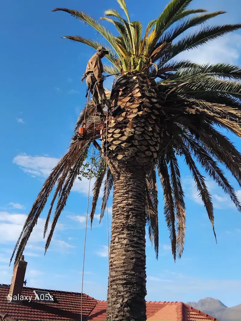 Tree felling Pinelands – professional tree removal service