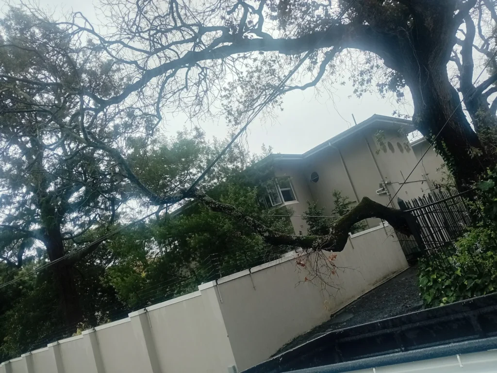 Emergency-Tree-Removal