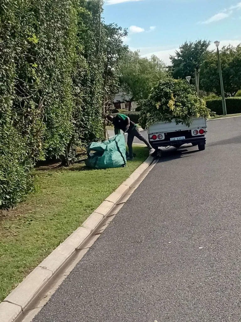 Tree Trimming & Pruning Cape Town