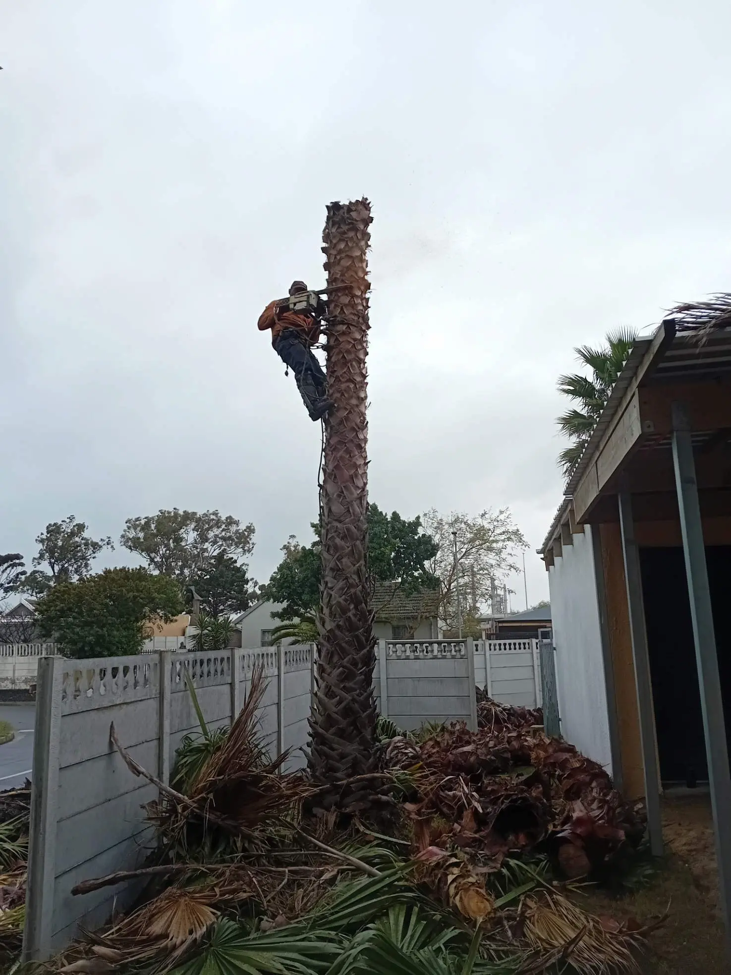 Palm Tree Removal Kuils River