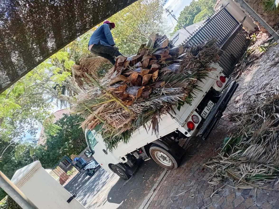 Palm tree removal and cleanup