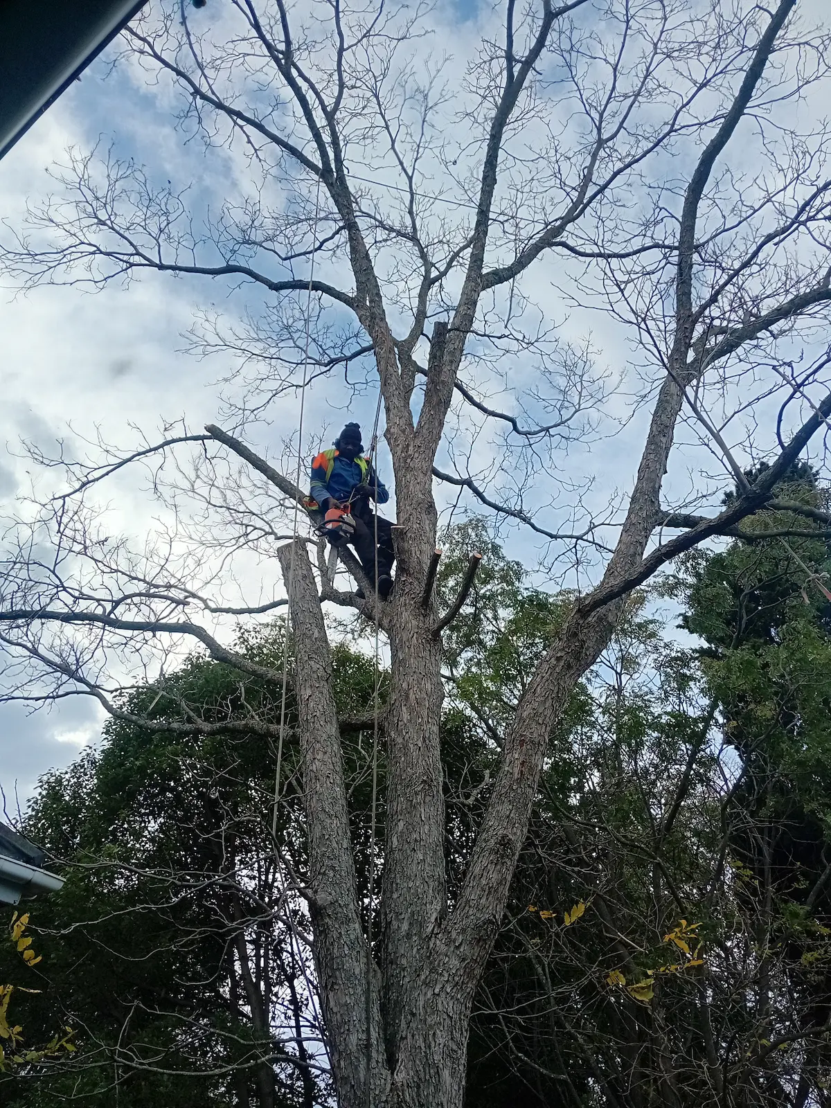 Tree Felling Bellville
