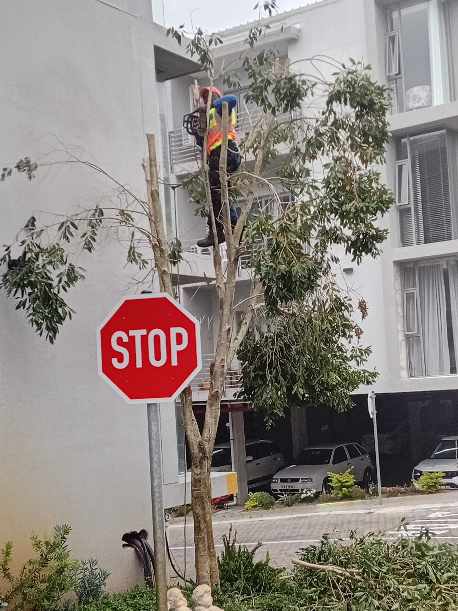 Tree and garden clearing services in Durbanville