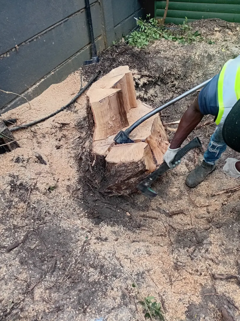 Tree stump removal by Global Tree Felling Services