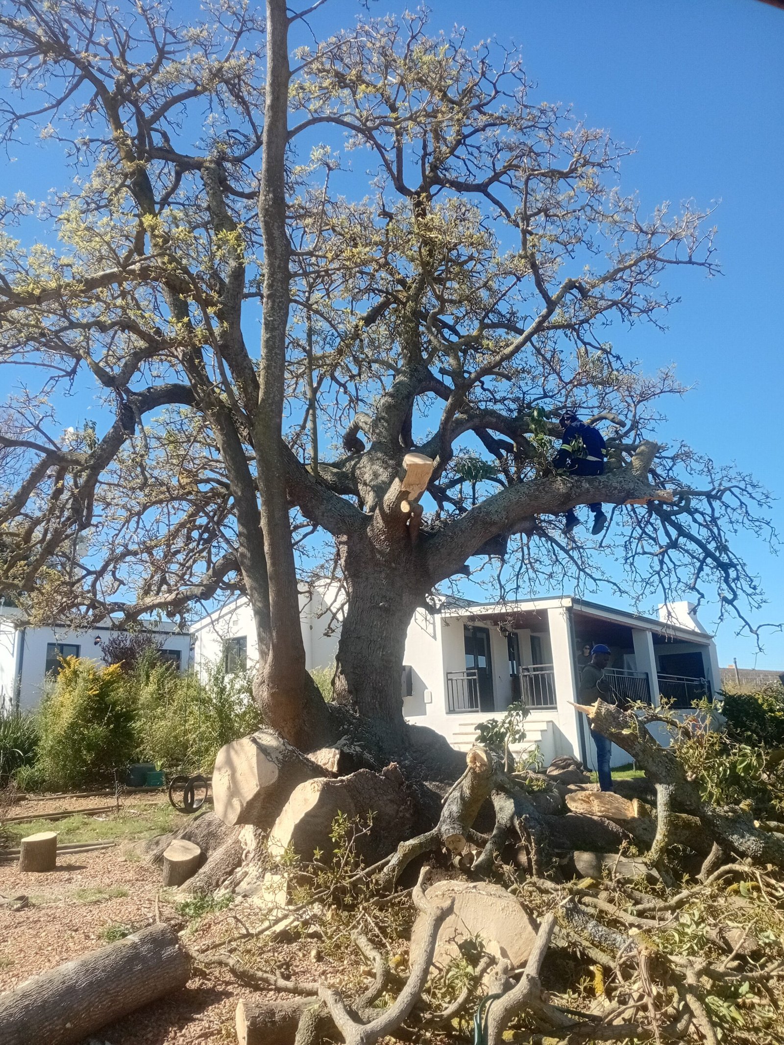 Professional tree cutting by Global Tree Felling Services