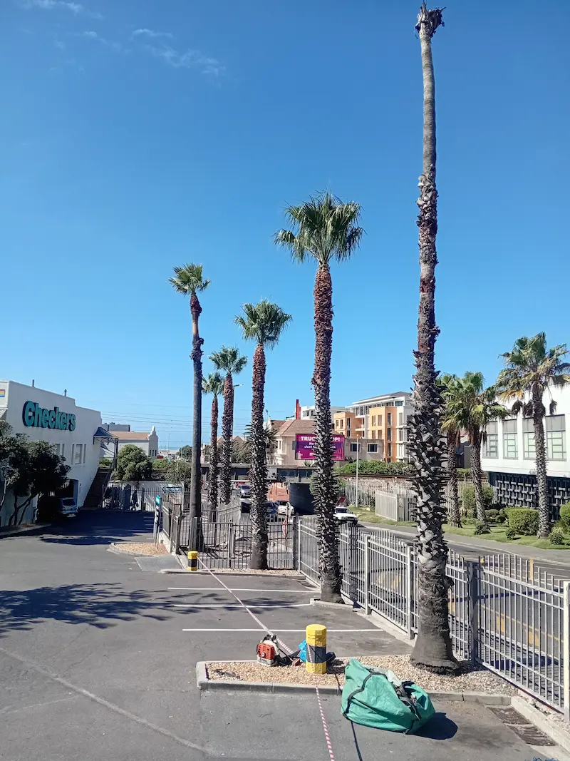 Palm tree trimming by Global Tree Felling Services