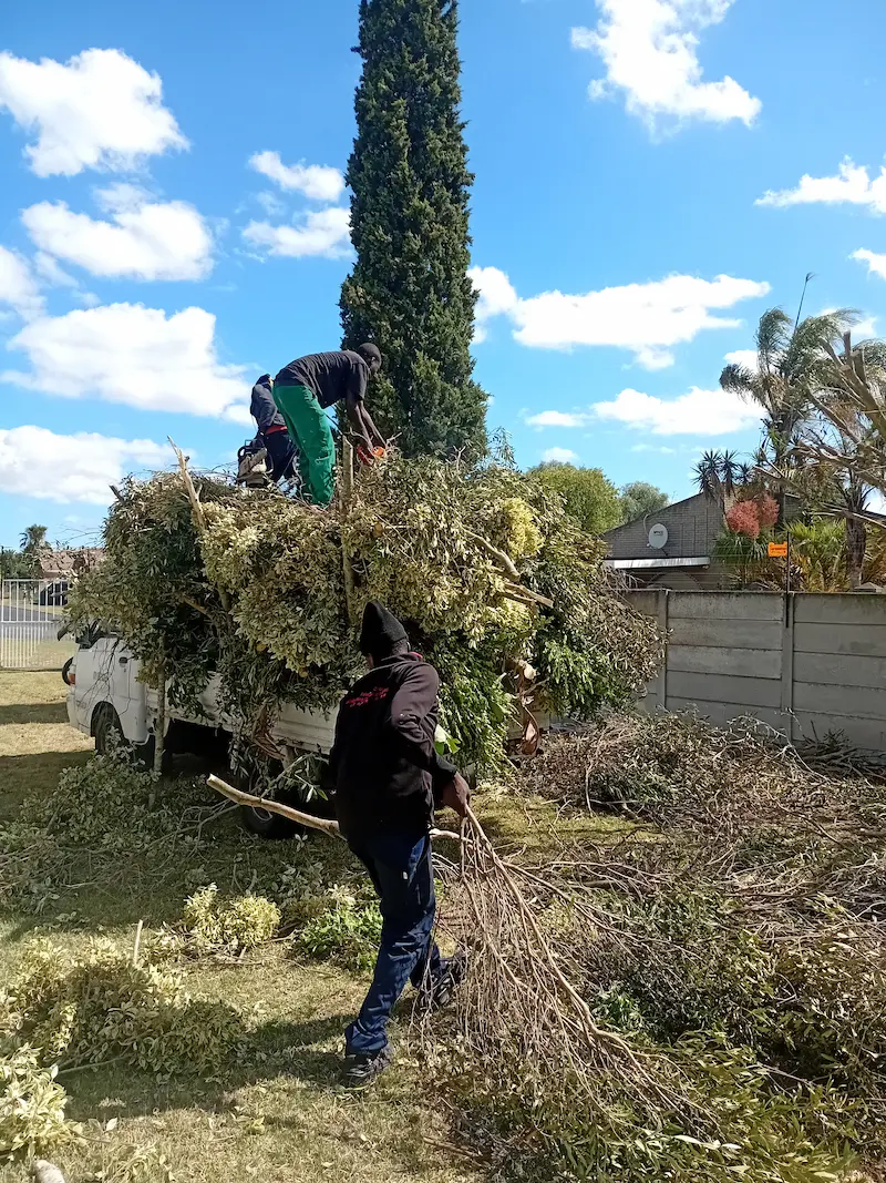 Tree branch removal by Global Tree Felling Services