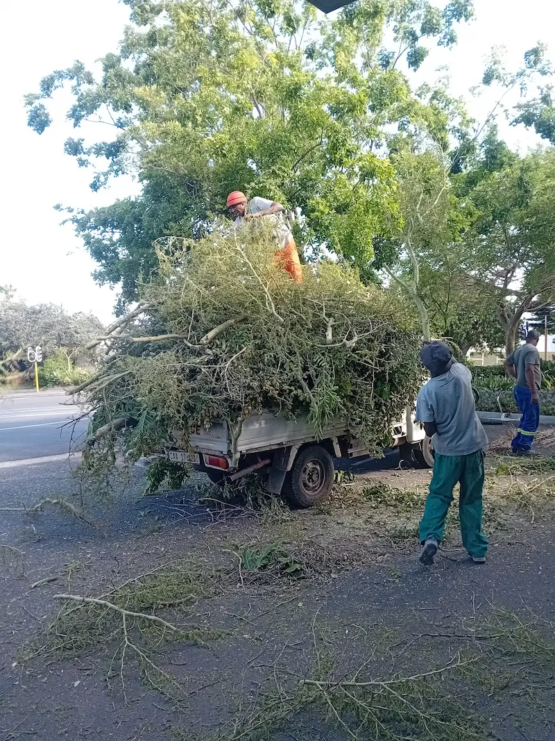 Tree branch removal by Global Tree Felling Services
