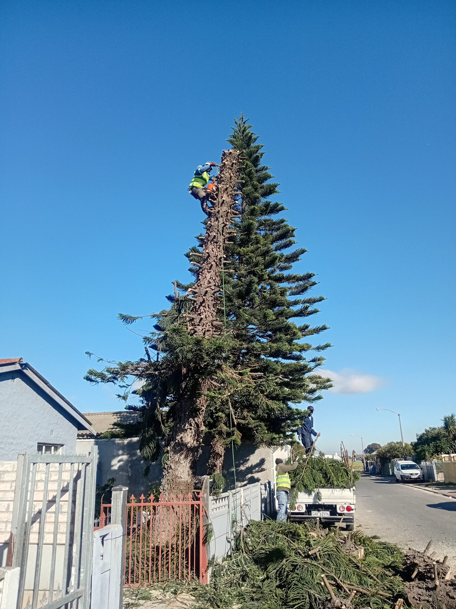Tree cutting by Global Tree Felling Services