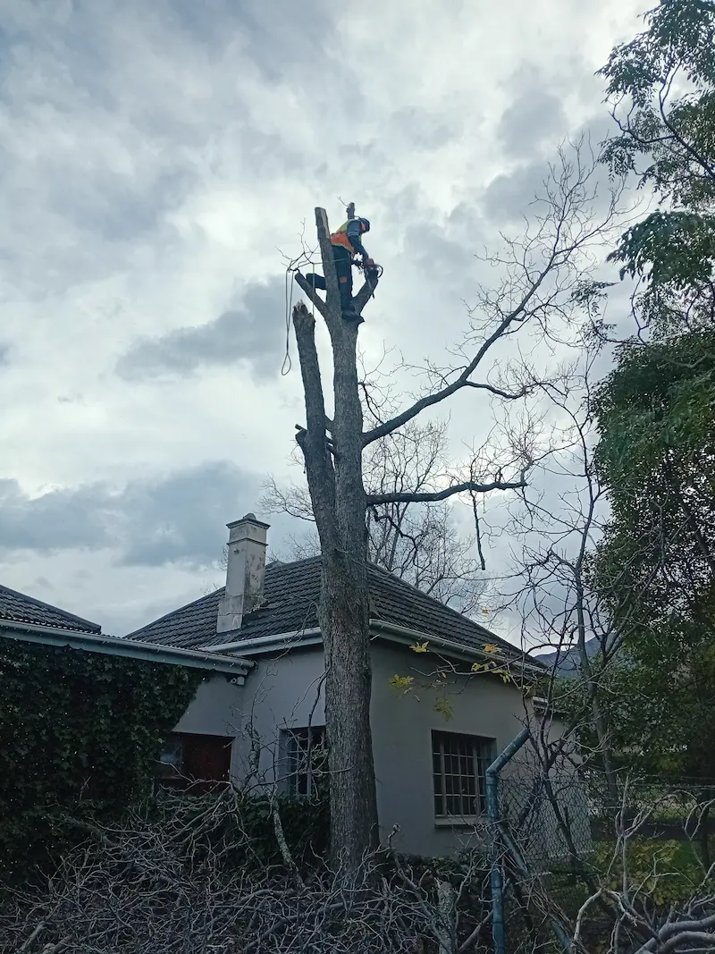 Tree cutting by Global Tree Felling Services