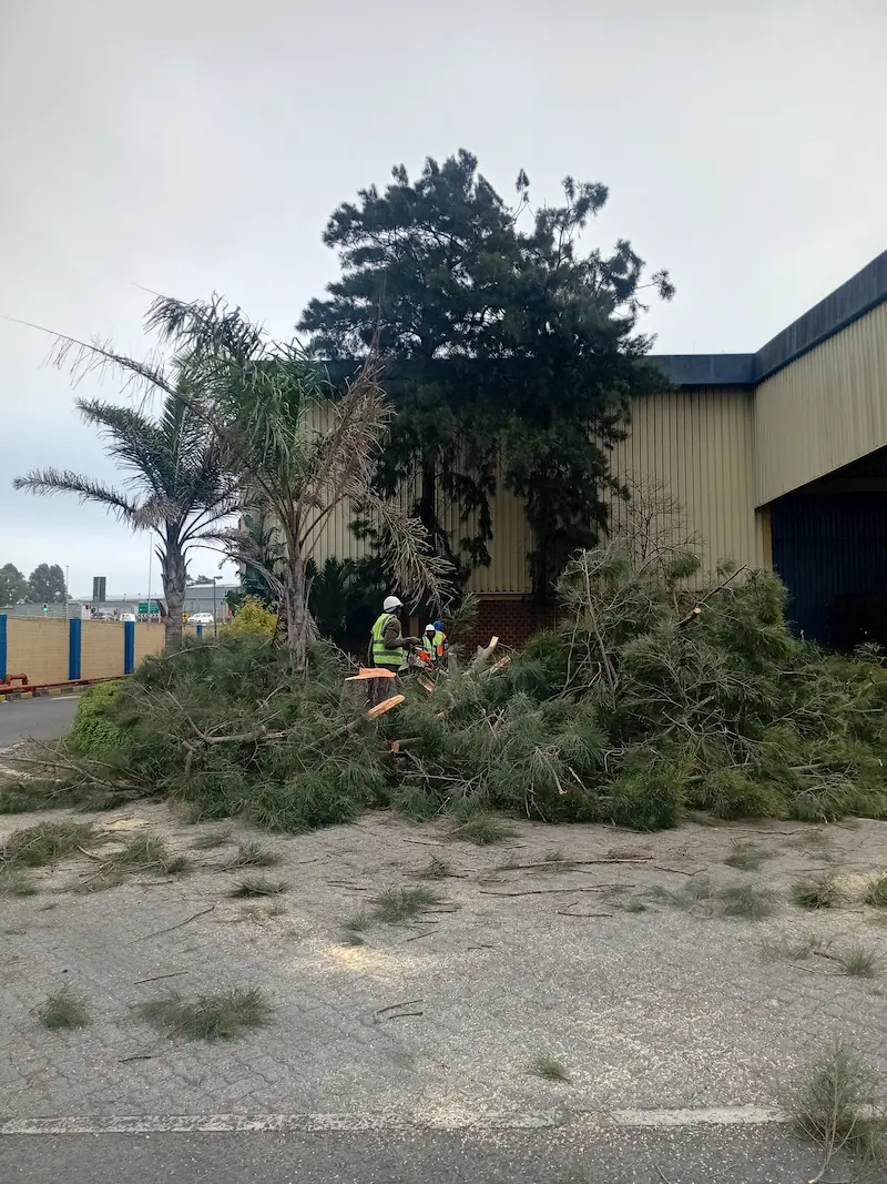 Tree felling by Global Tree Felling Services