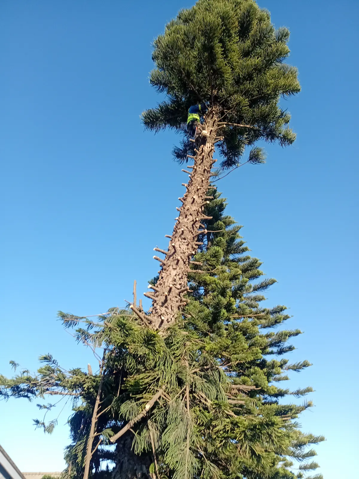 Tree Felling Cape Town