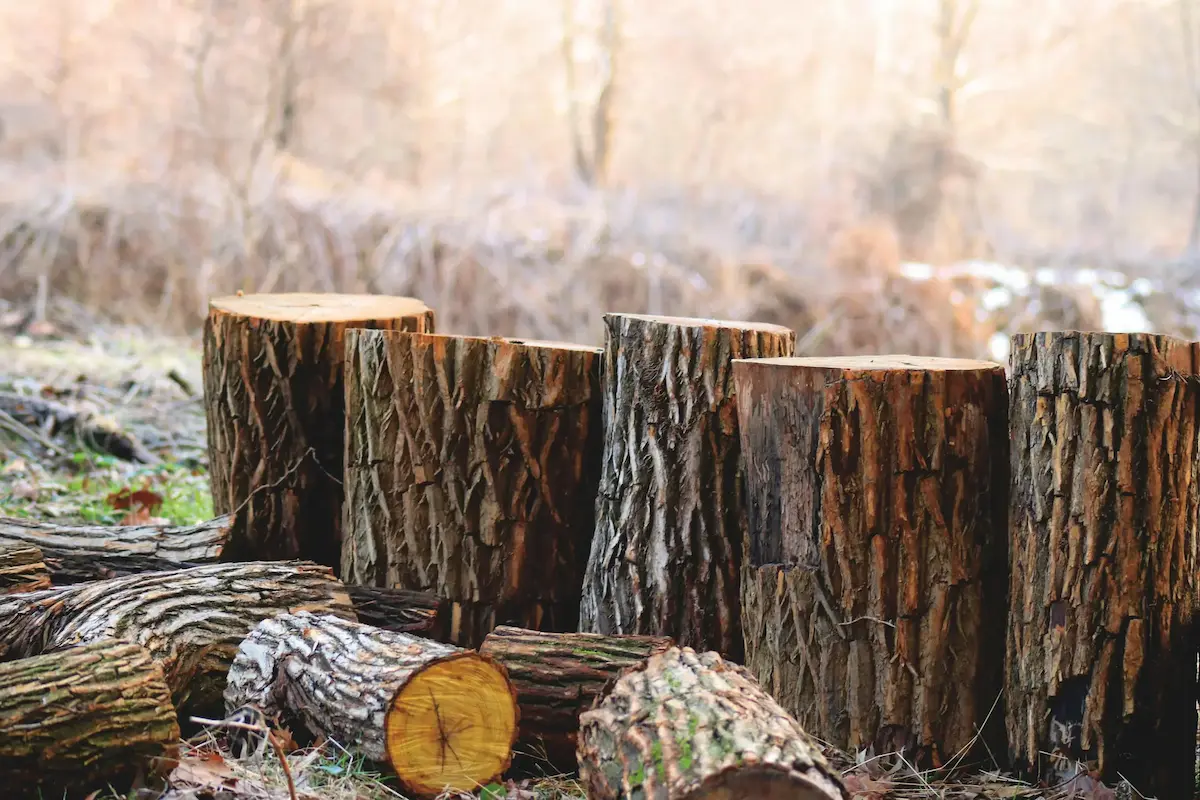 Tree felling work by Global Tree Felling Services in Brackenfell