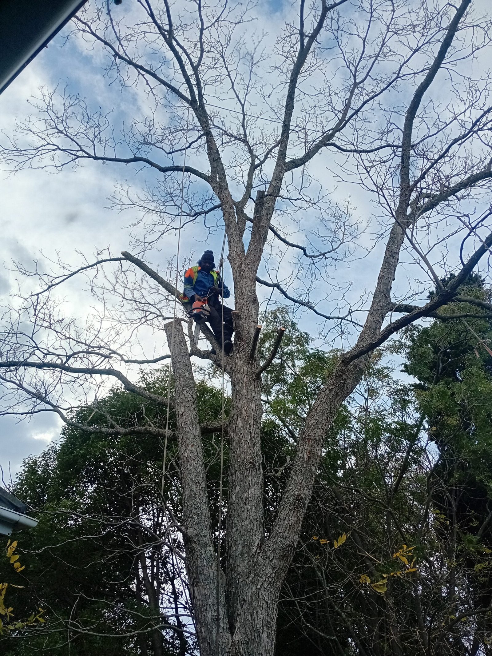 Tree removal by Global Tree Felling Services