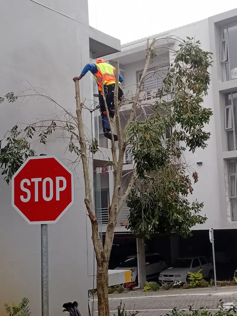 Tree trimming work by Global Tree Felling Services