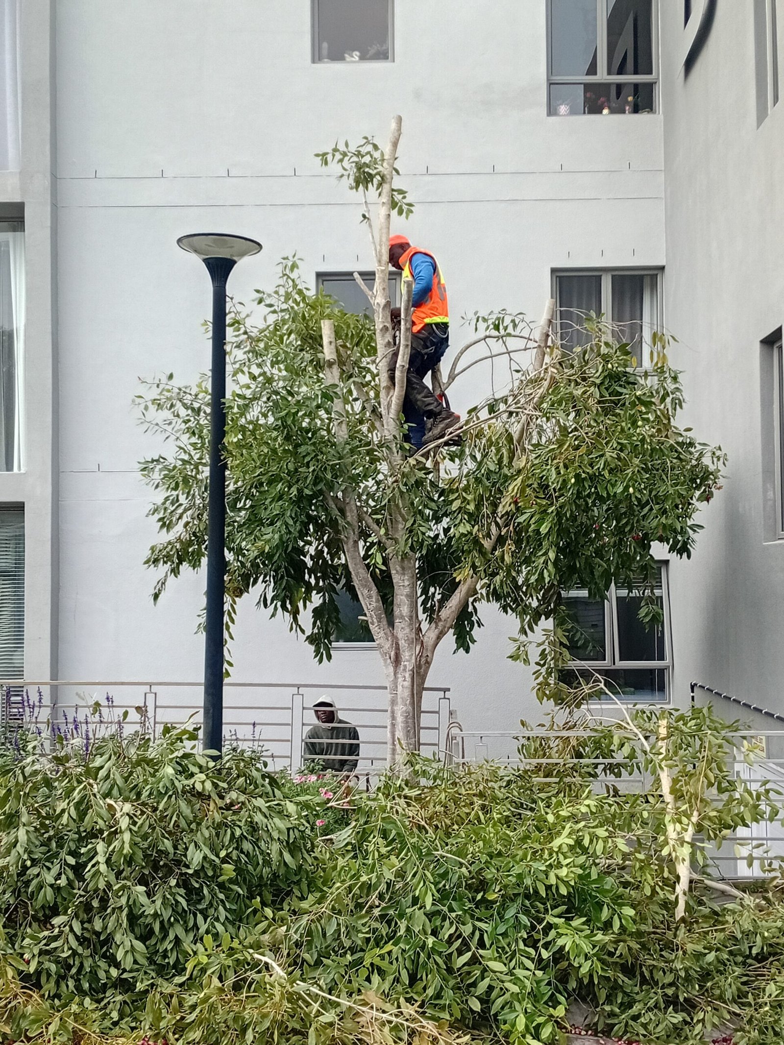 Tree trimming and pruning by Global Tree Felling Services