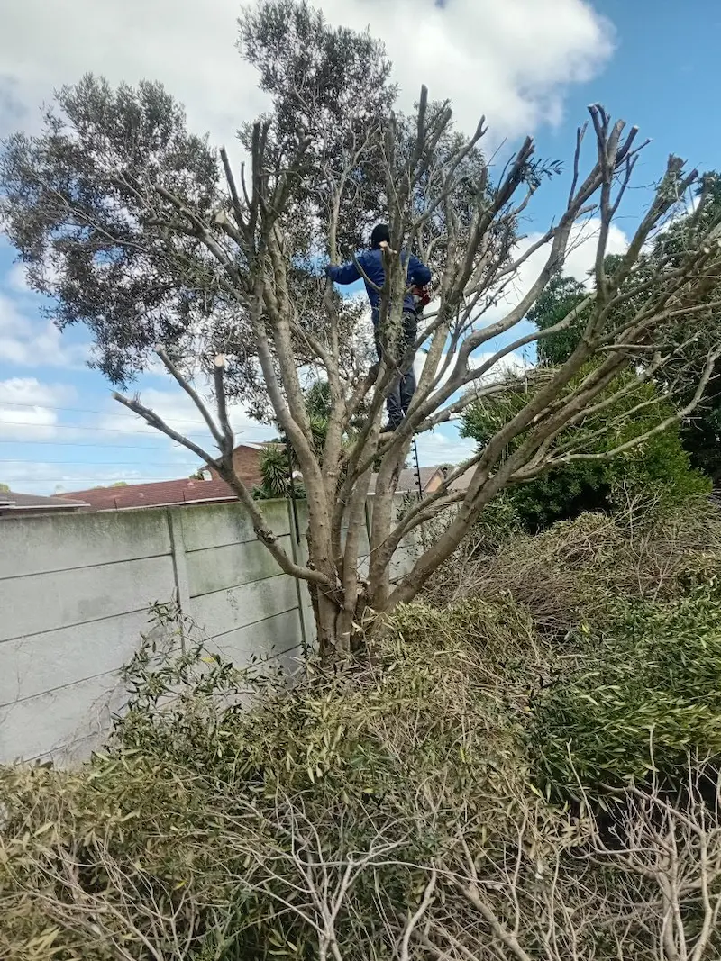 Tree trimming by Global Tree Felling Services