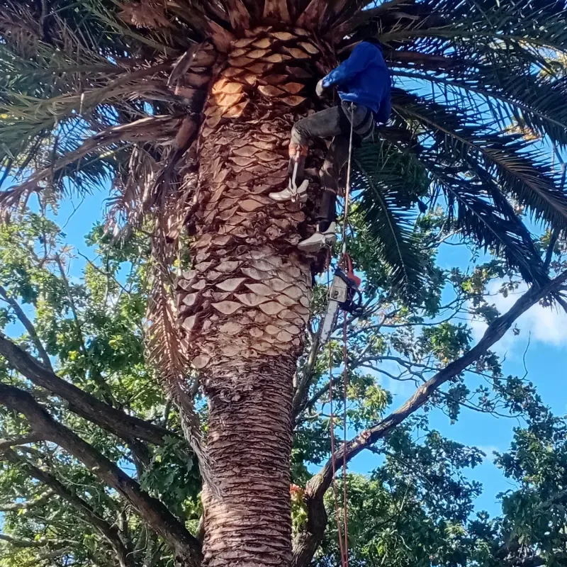 tree services somerset west