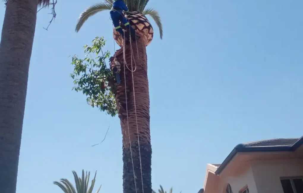 Tree Services Cape Town FAQ