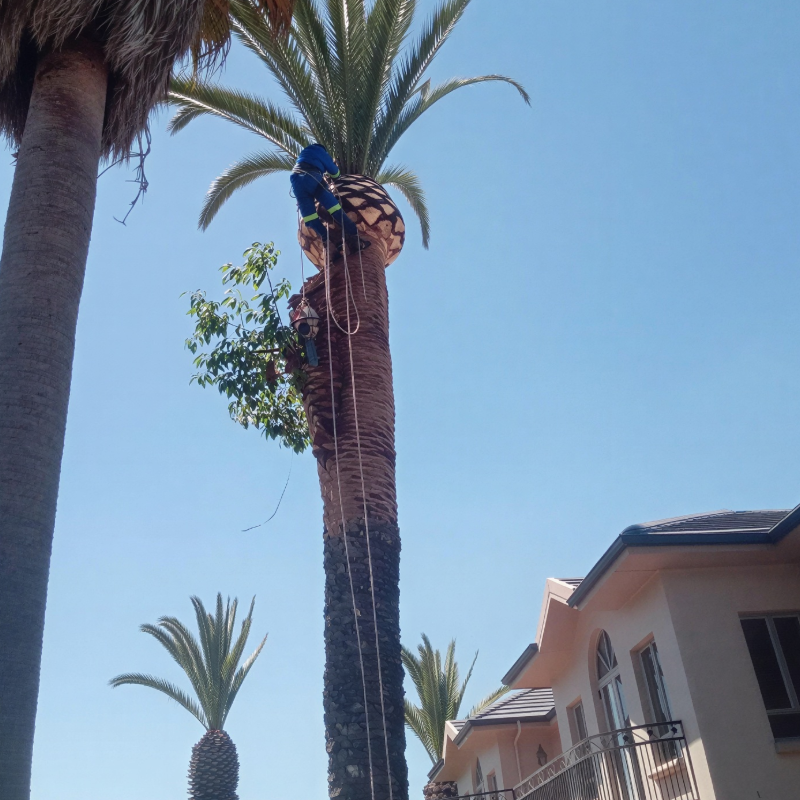 tree felling somerset west